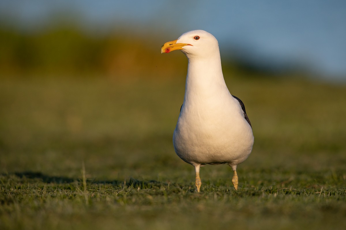 שחף דרומי - ML646777402