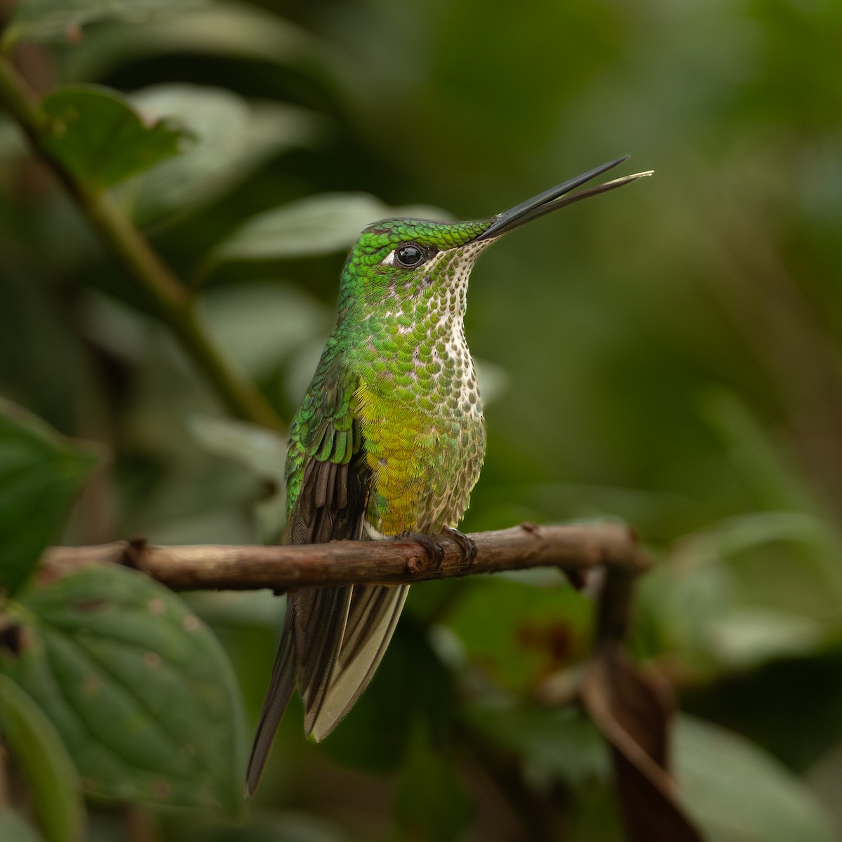 Green-crowned Brilliant - ML646777405