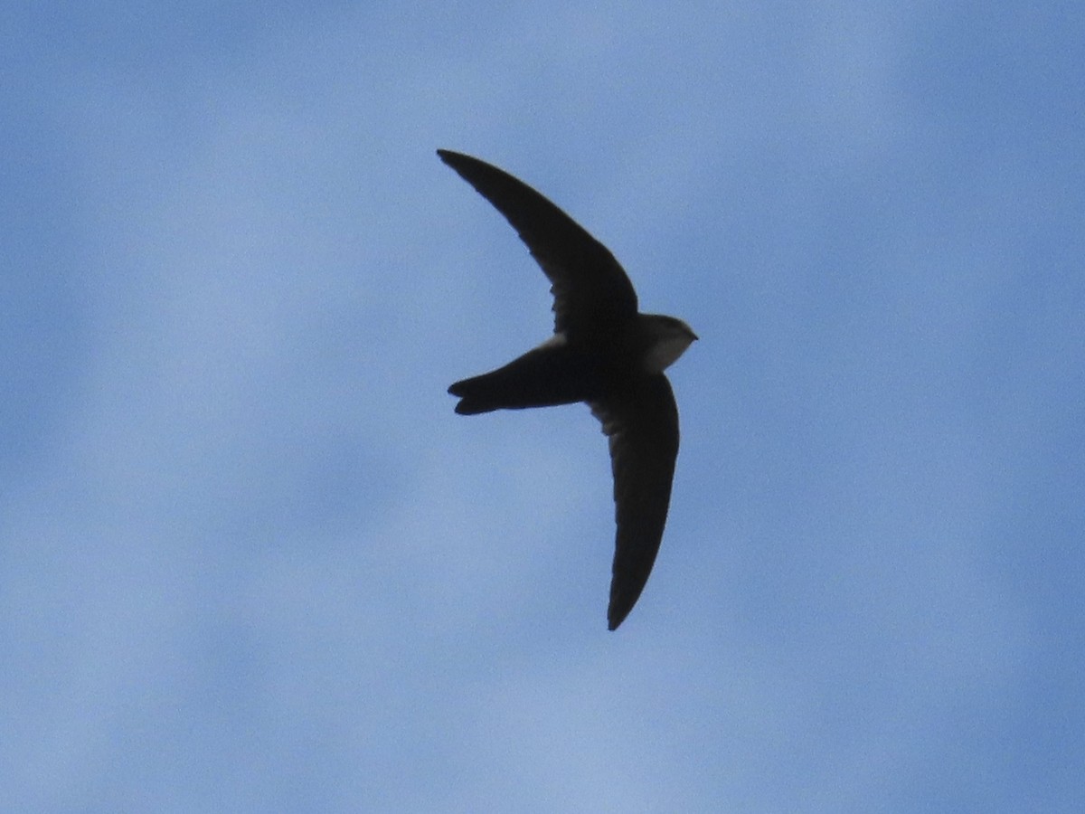 House Swift - ML646777406