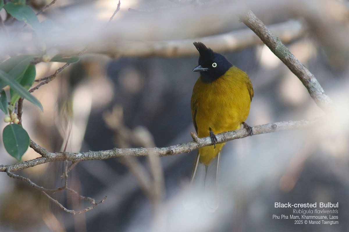 Black-crested Bulbul - ML646777411