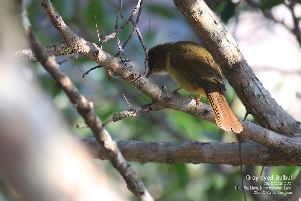 Gray-eyed Bulbul - ML646777412