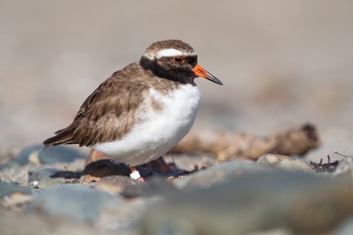 Shore Plover - ML646777413