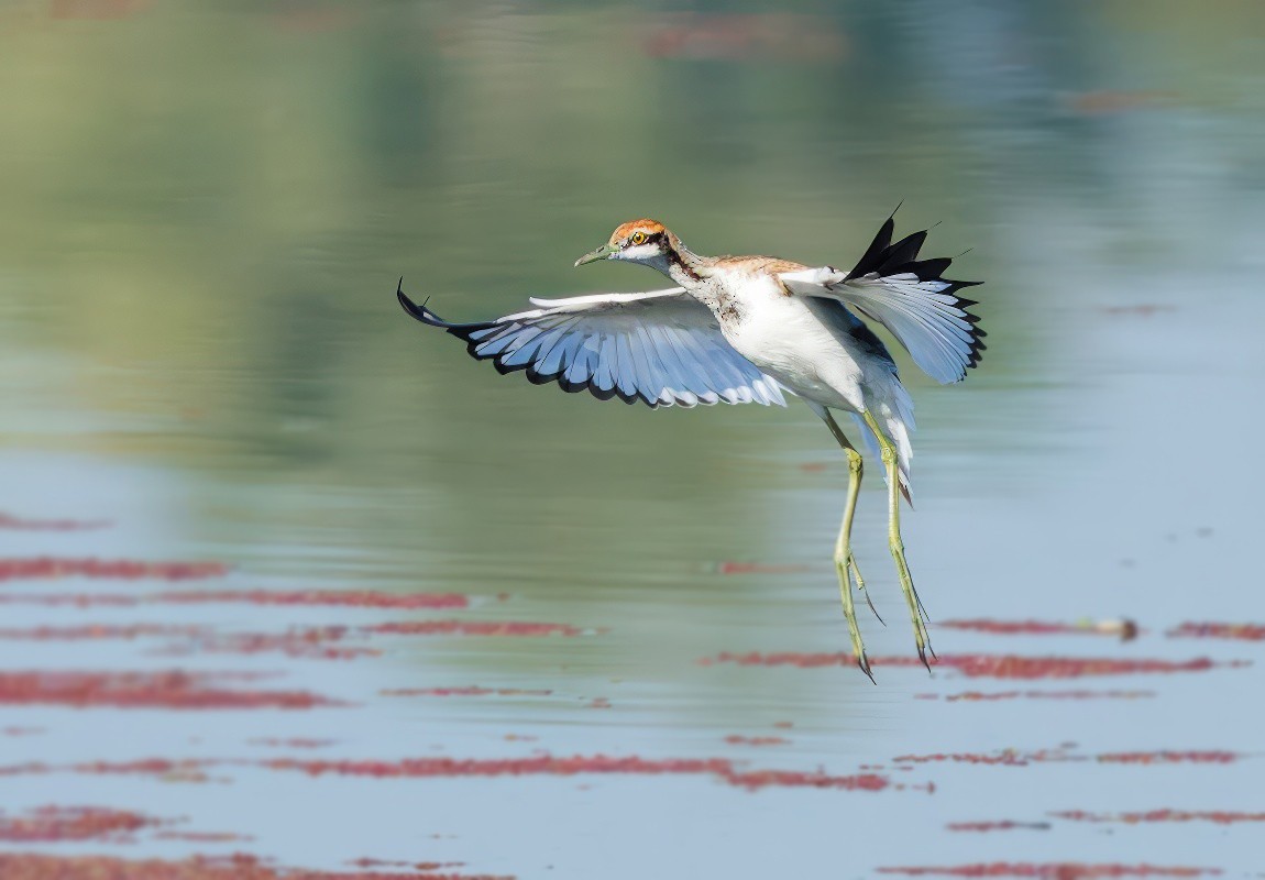 Jacana à longue queue - ML646777418