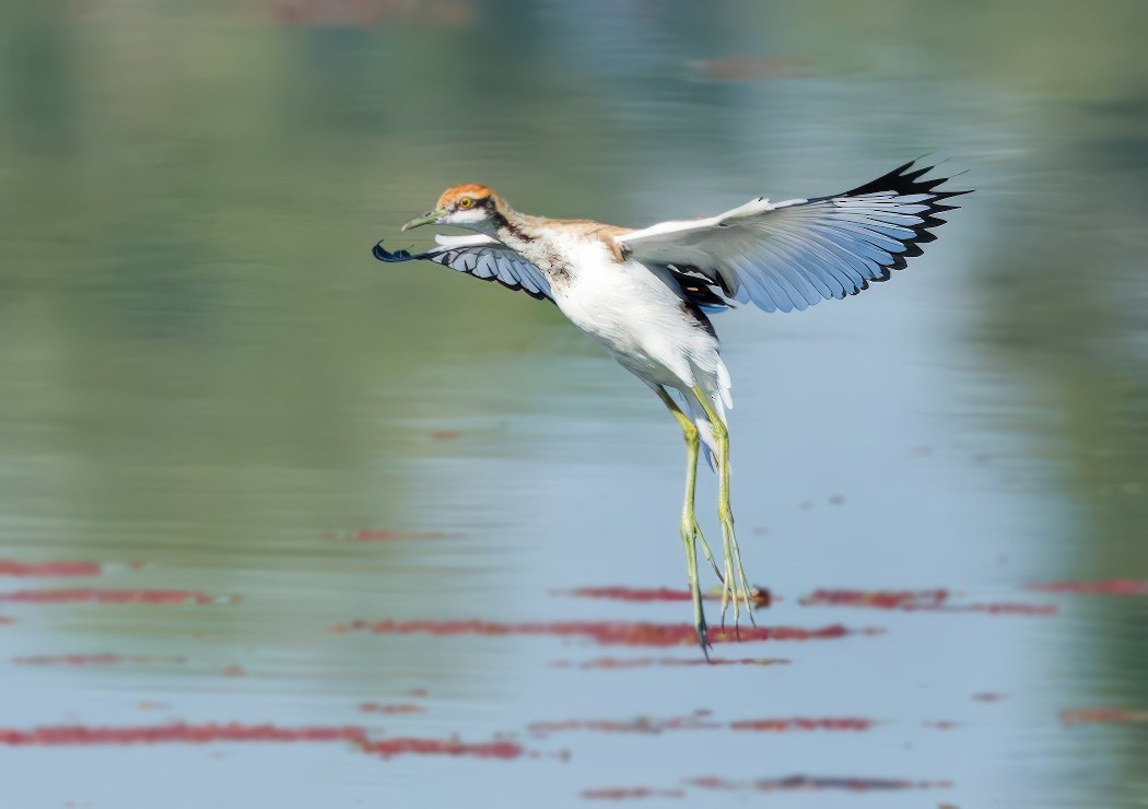 Jacana à longue queue - ML646777419