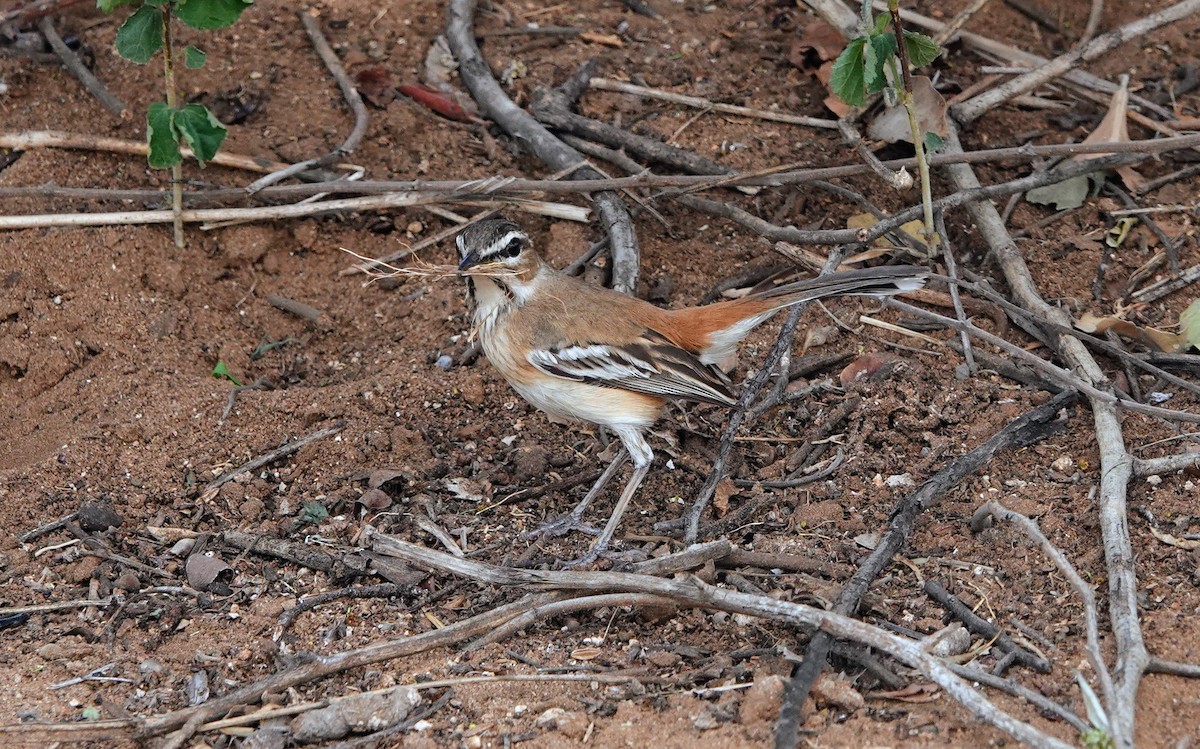 Белокрылый тугайный соловей - ML646777420