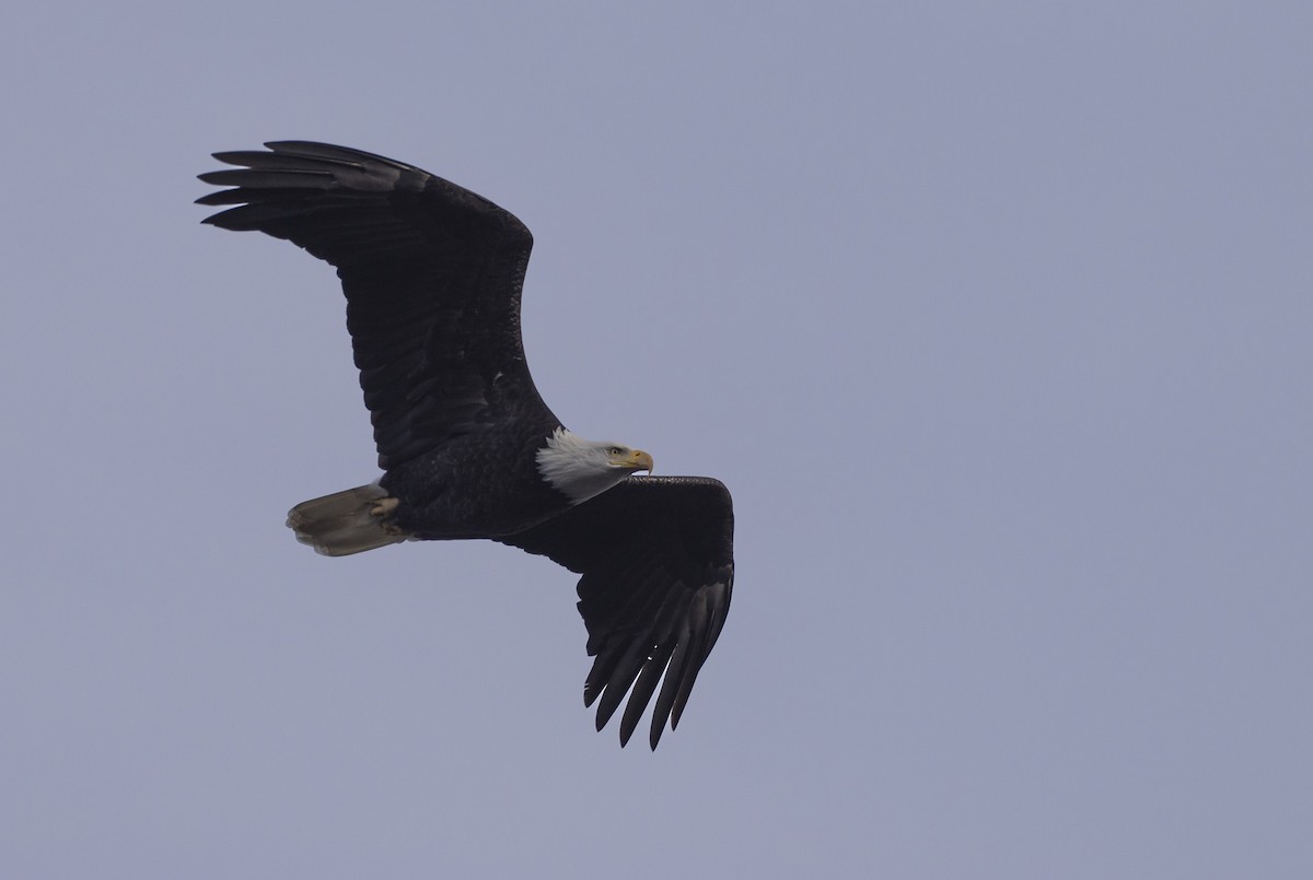 Itsas arrano buruzuria - ML646777421