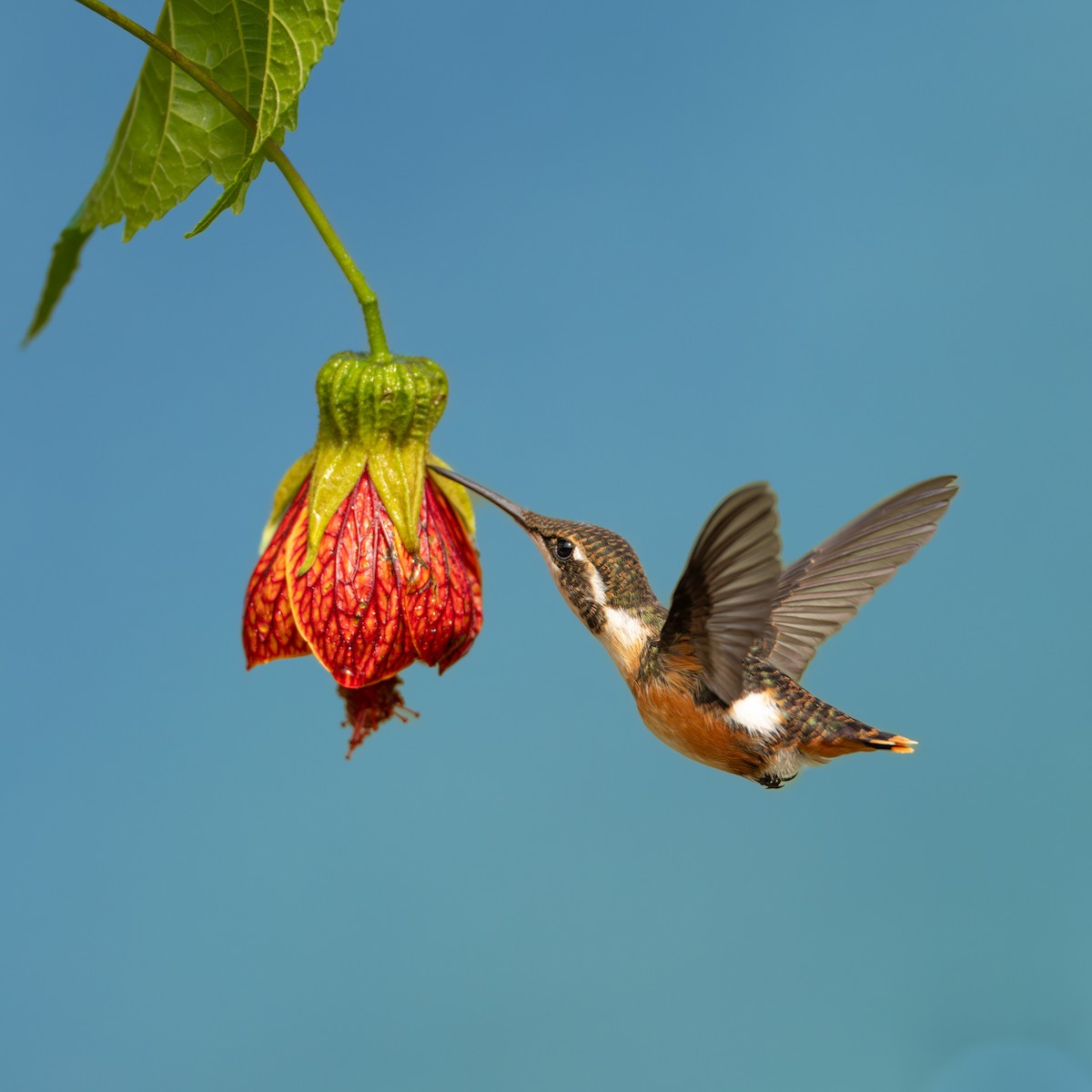 White-bellied Woodstar - ML646777423