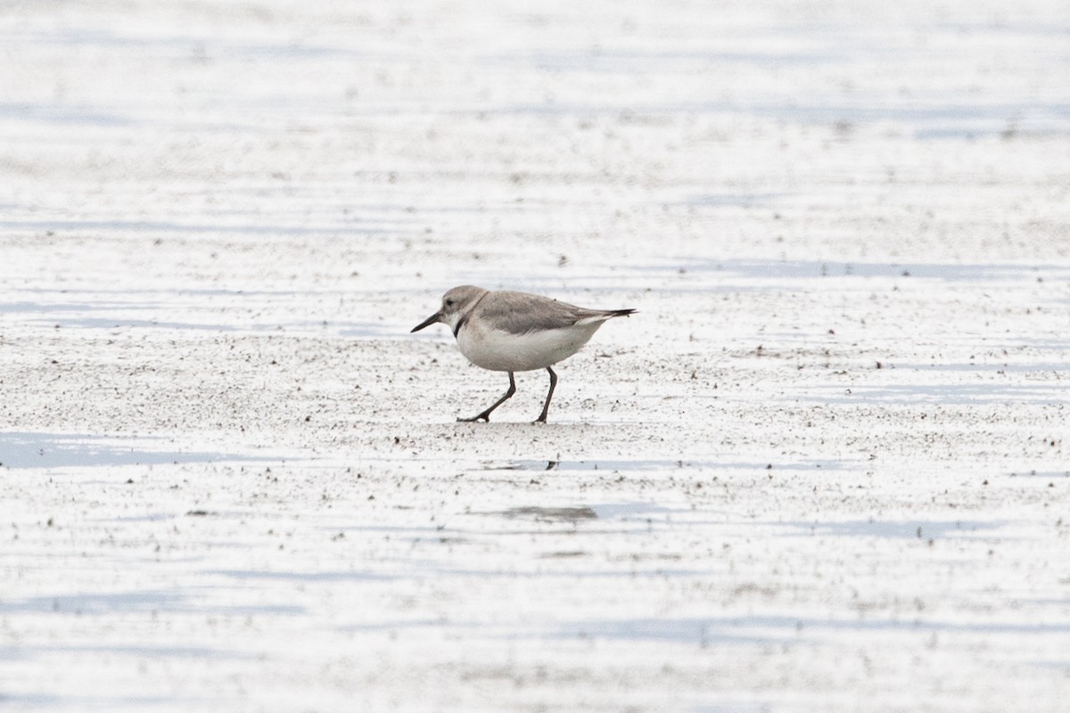 Wrybill - ML646777425