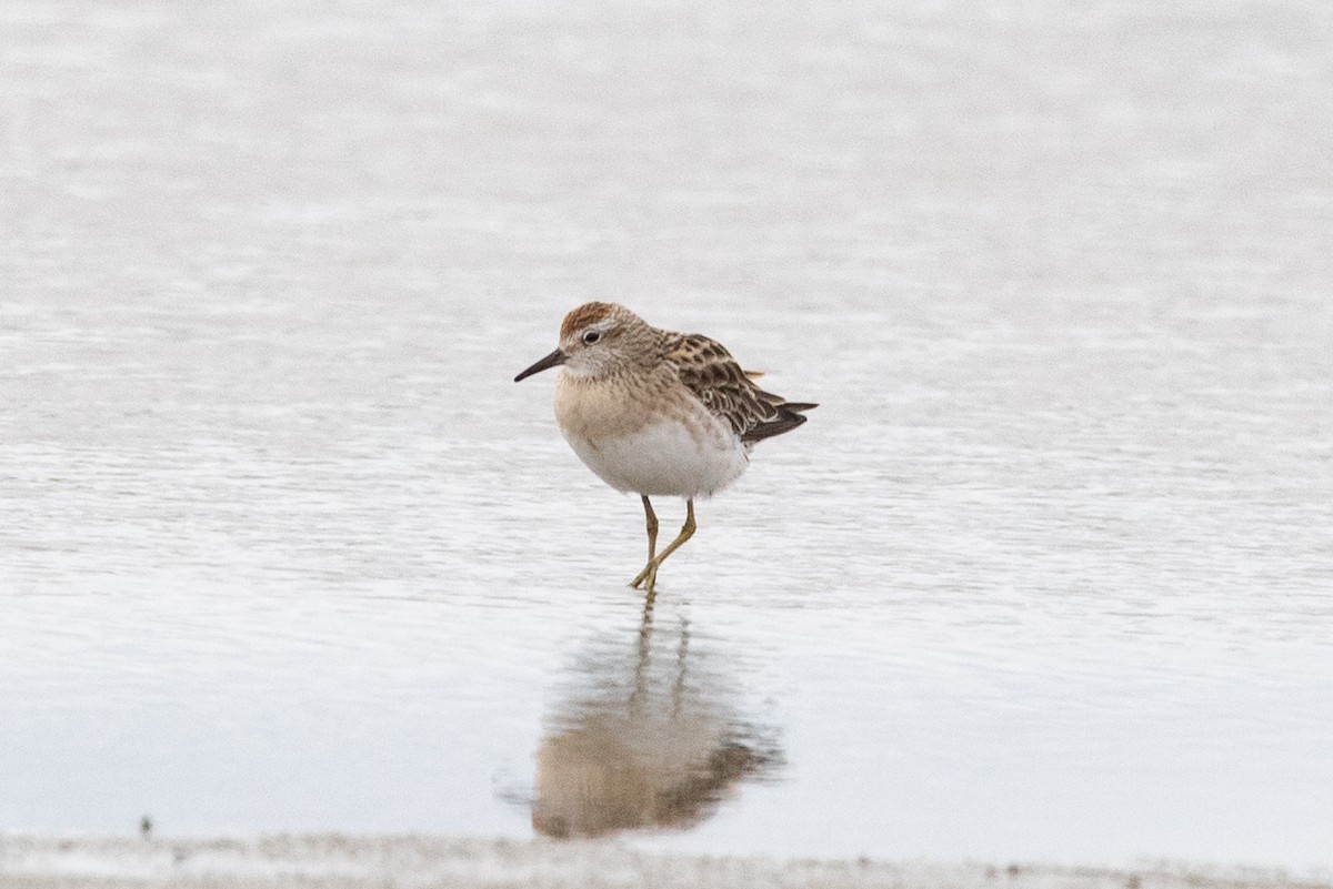 חופית חדת-זנב - ML646777426