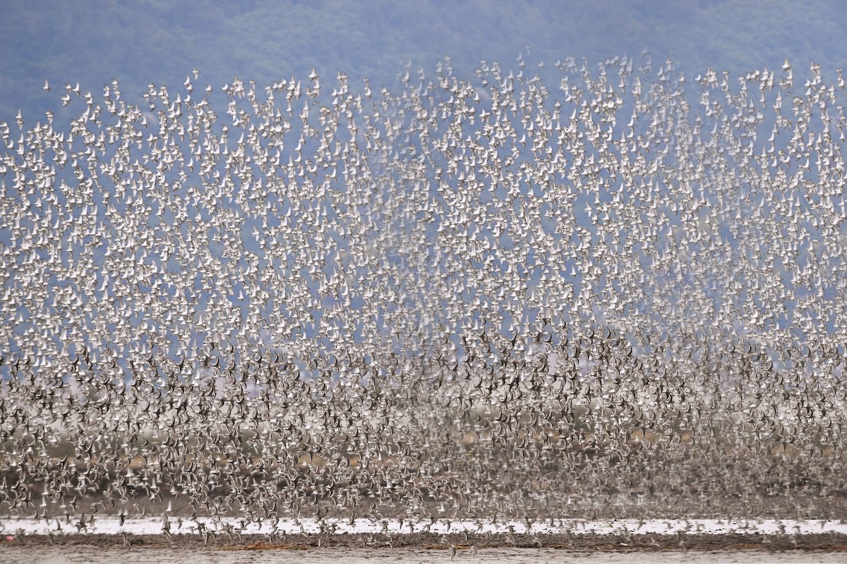 חופית אלפינית - ML646777427