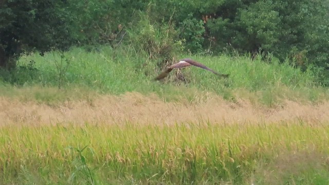 זרון עקוד - ML646777433