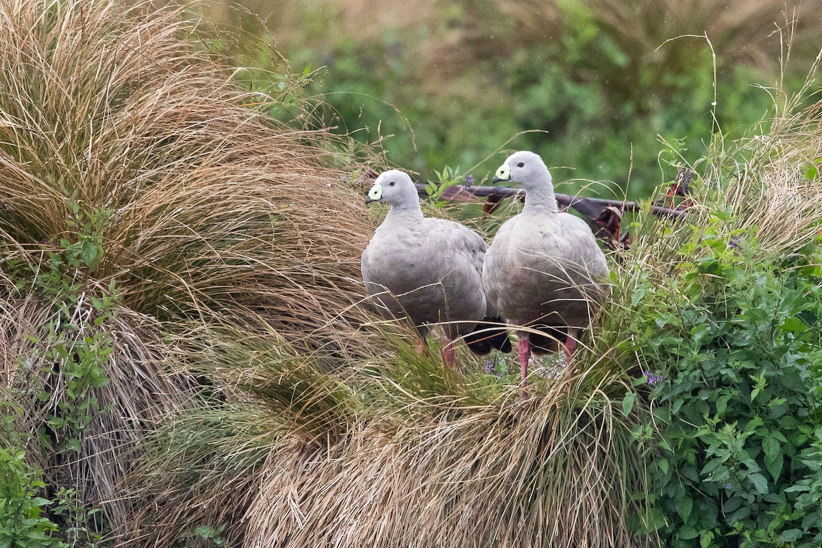 Cape Barren Goose - ML646777434