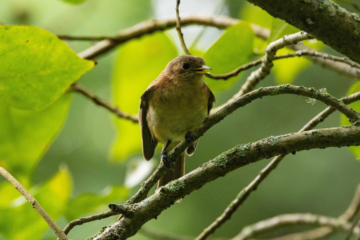 Marquesan Monarch - ML646777435