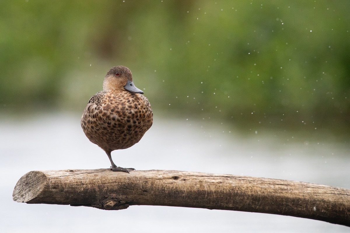 Gray Teal - ML646777436