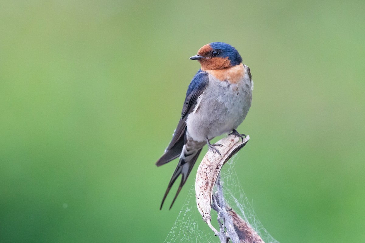 Welcome Swallow - ML646777438