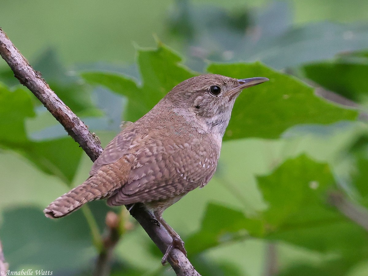 Northern House Wren - ML646777442