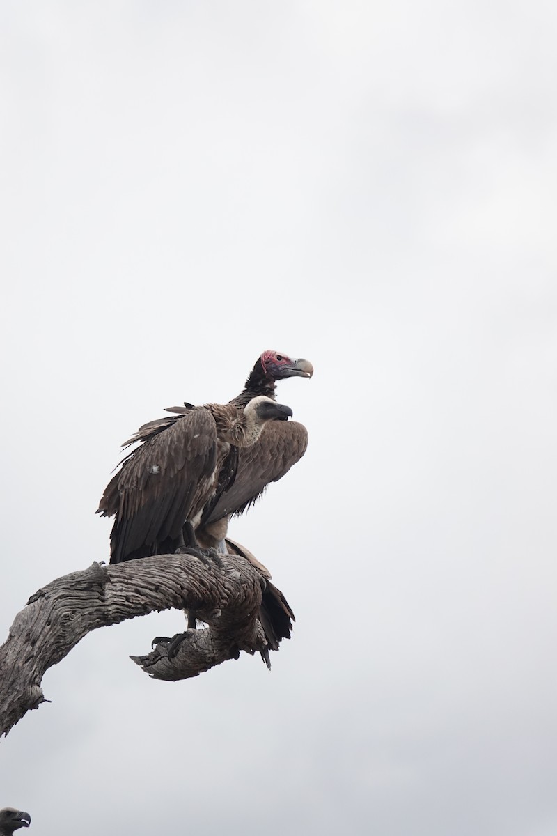 Африканский сип - ML646777446