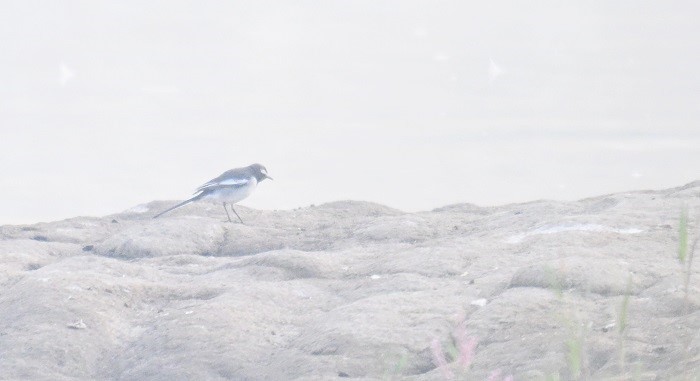 Lavandera India - ML646777447