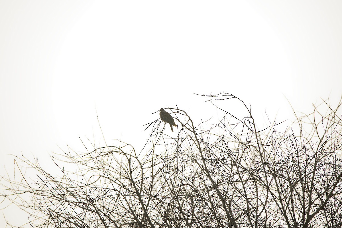 Oriental Turtle-Dove - ML646777448