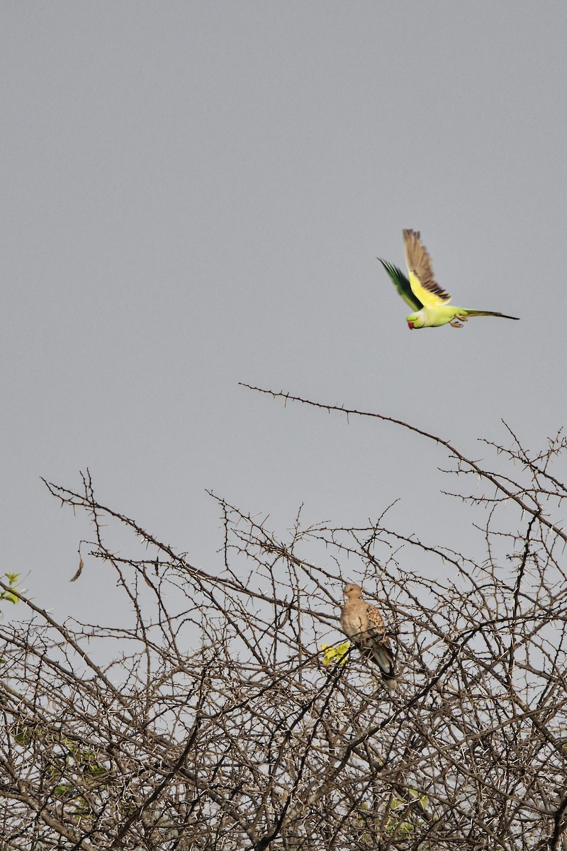 Oriental Turtle-Dove - ML646777449