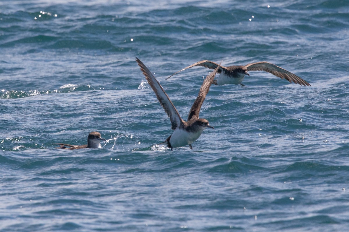 Fluttering Shearwater - ML646777450