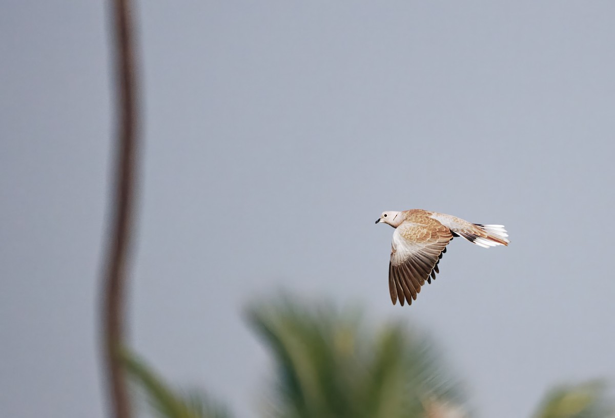 Eurasian Collared-Dove - ML646777452