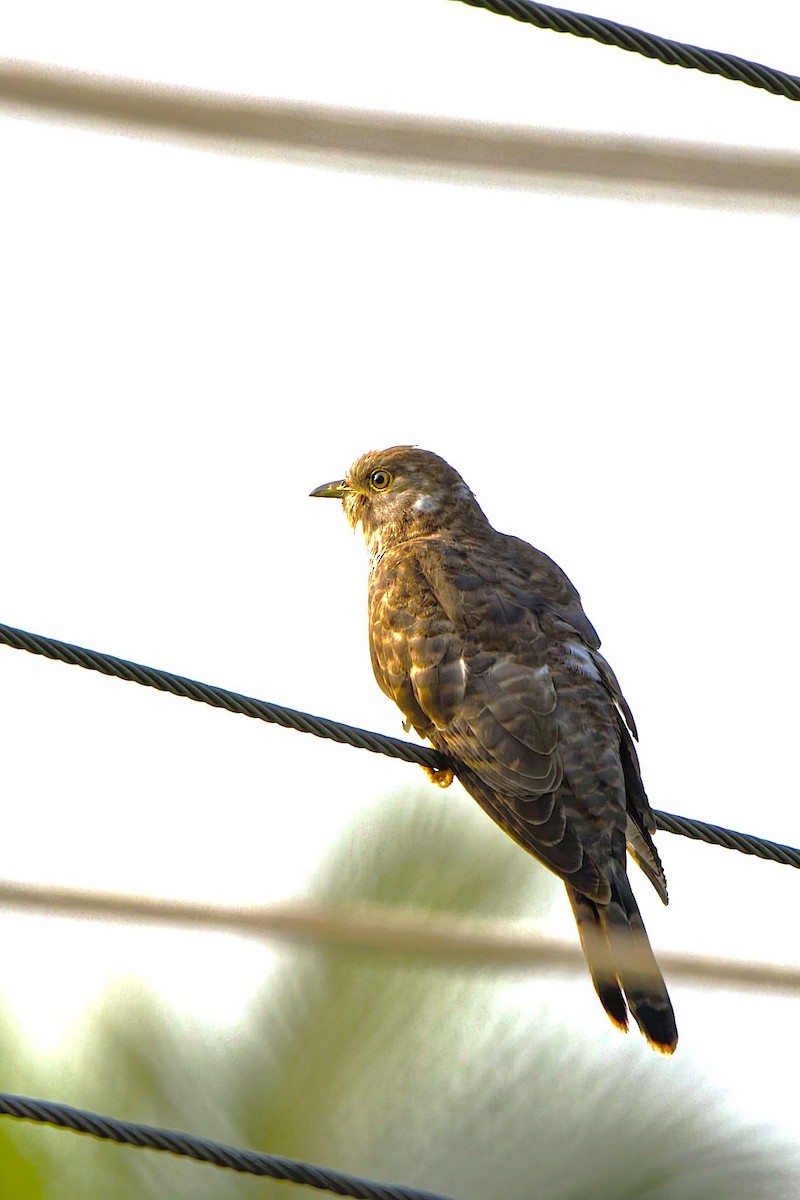 Common Hawk-Cuckoo - ML646777455