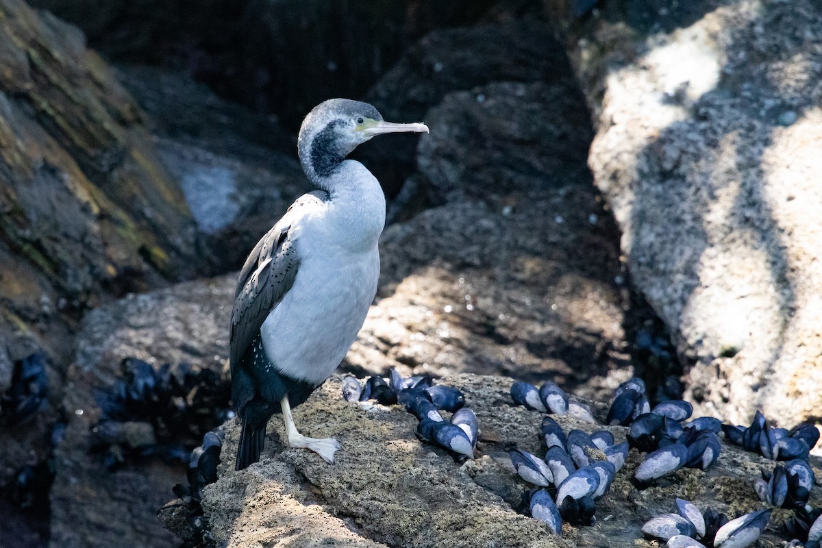 Spotted Shag - ML646777456
