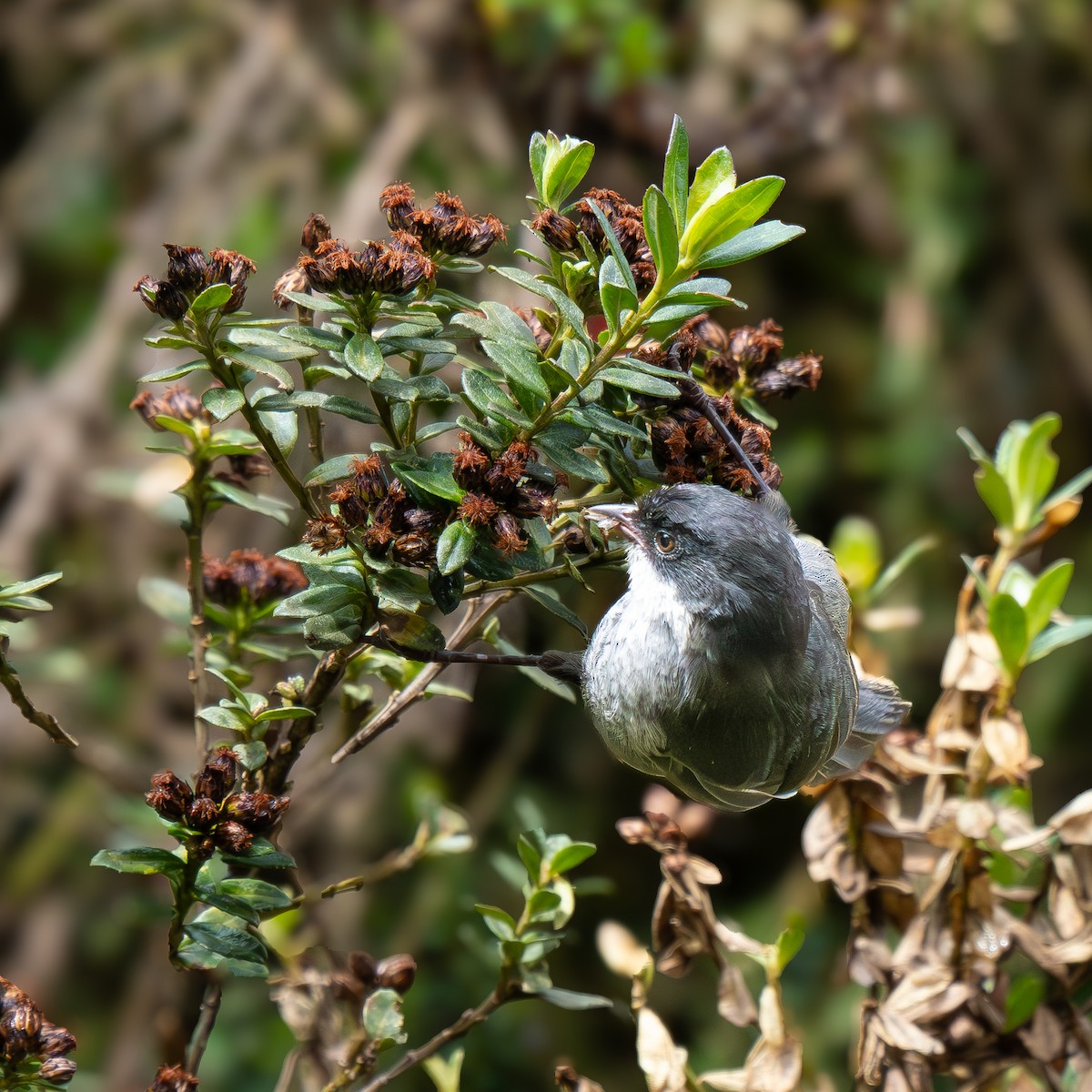 Black-backed Bush Tanager - ML646777457
