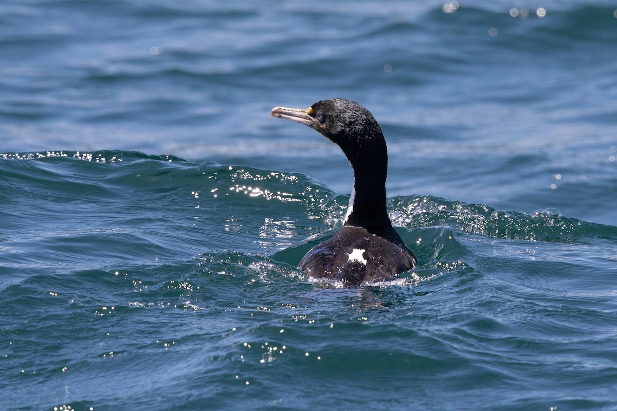 New Zealand King Shag - ML646777458