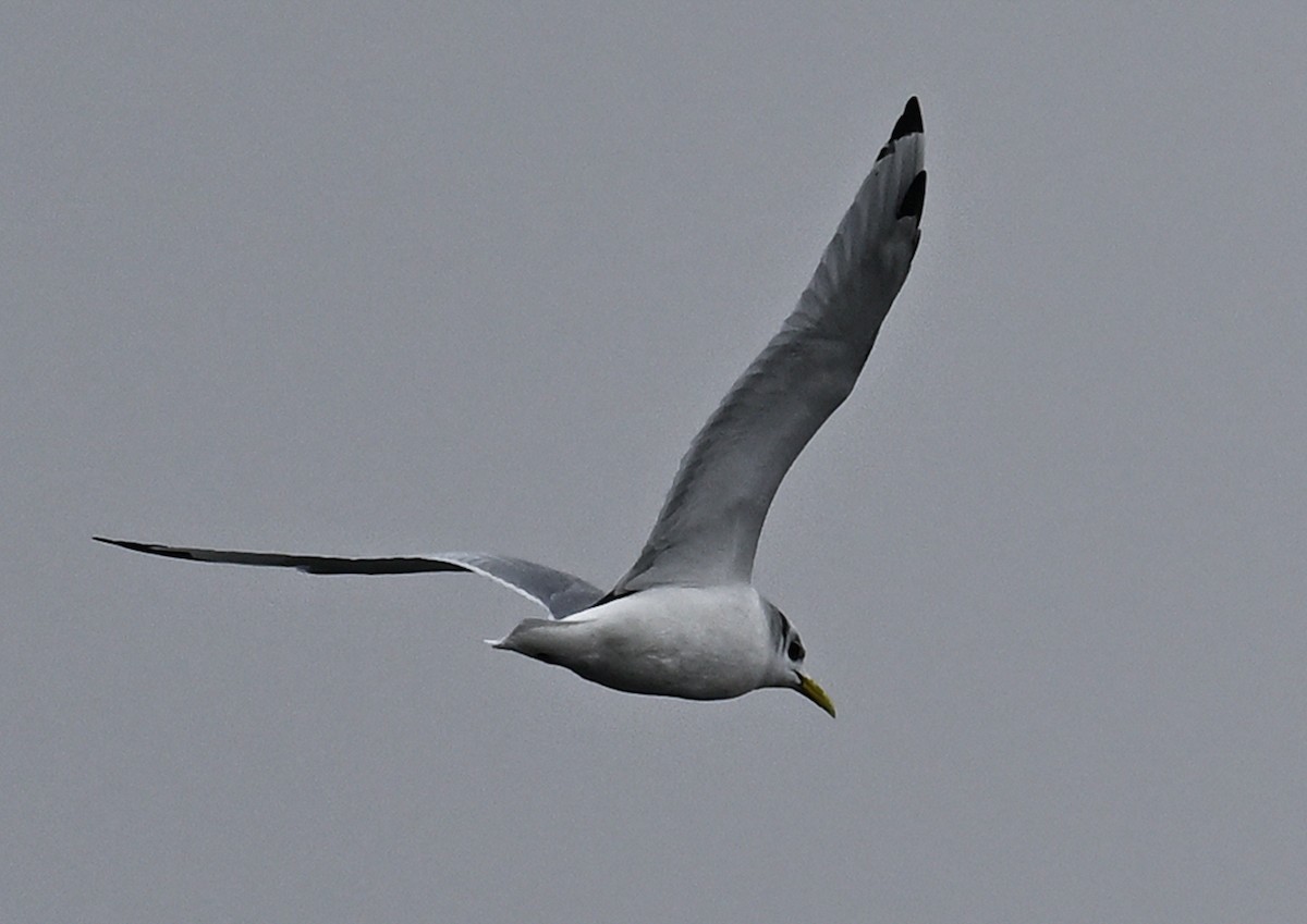 Black-legged Kittiwake - ML646777459