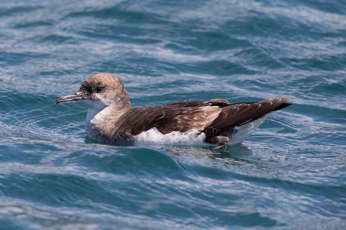 Fluttering Shearwater - ML646777460