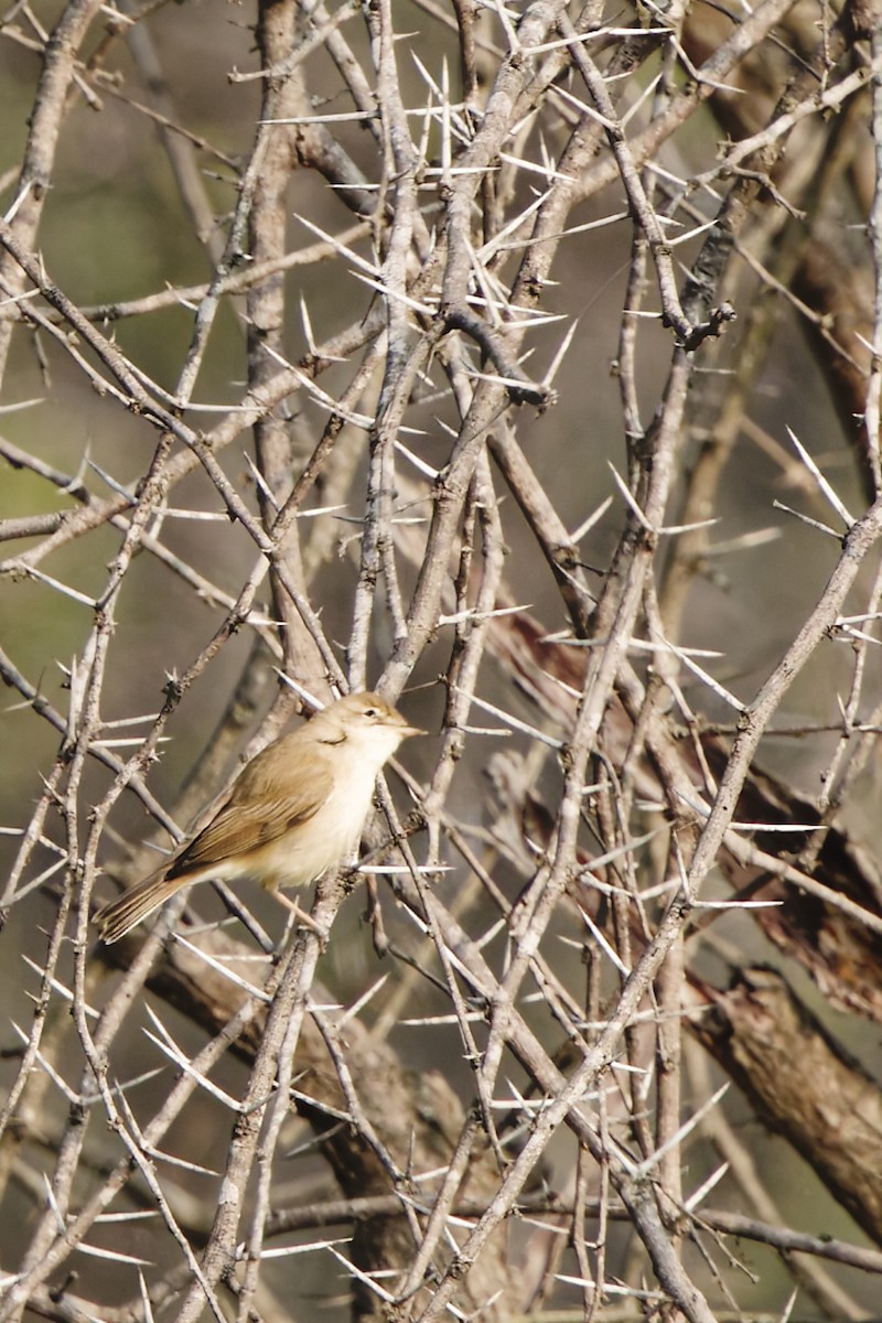 Booted Warbler - ML646777463