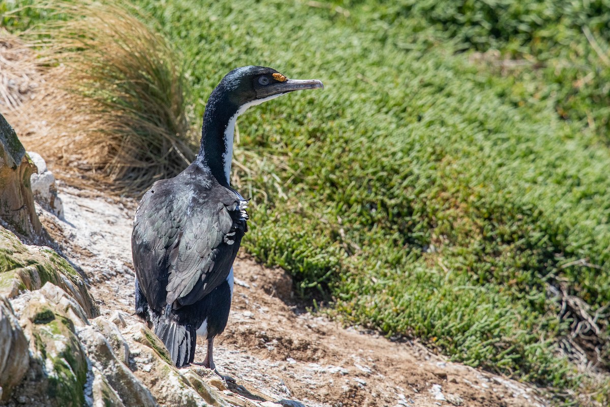 New Zealand King Shag - ML646777470