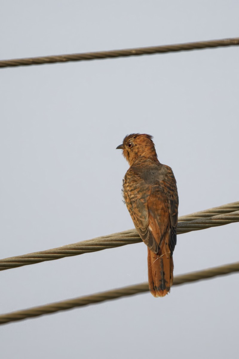 Воробьиная кукушка - ML646777471