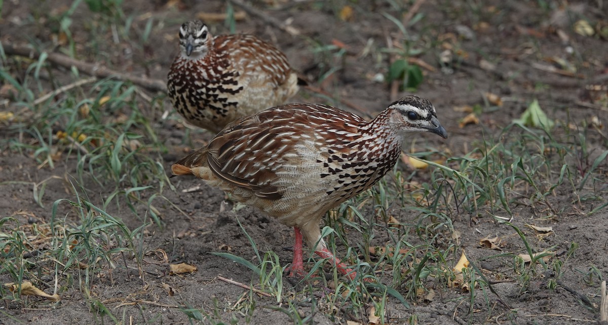 Хохлатый франколин - ML646777477