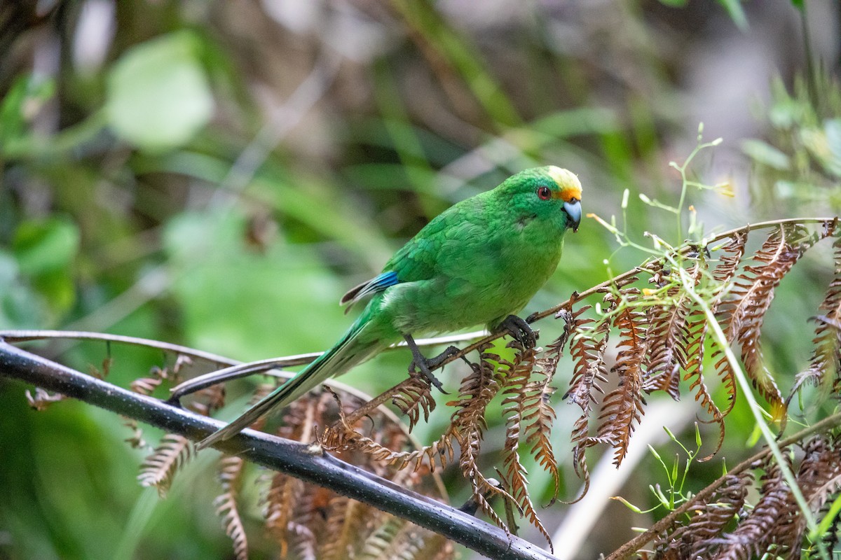 Malherbe's Parakeet - ML646777478