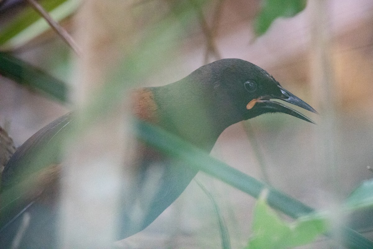 South Island Saddleback - ML646777479