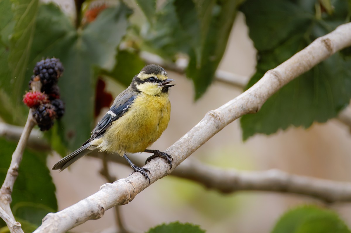 Herrerillo Canario - ML646777480