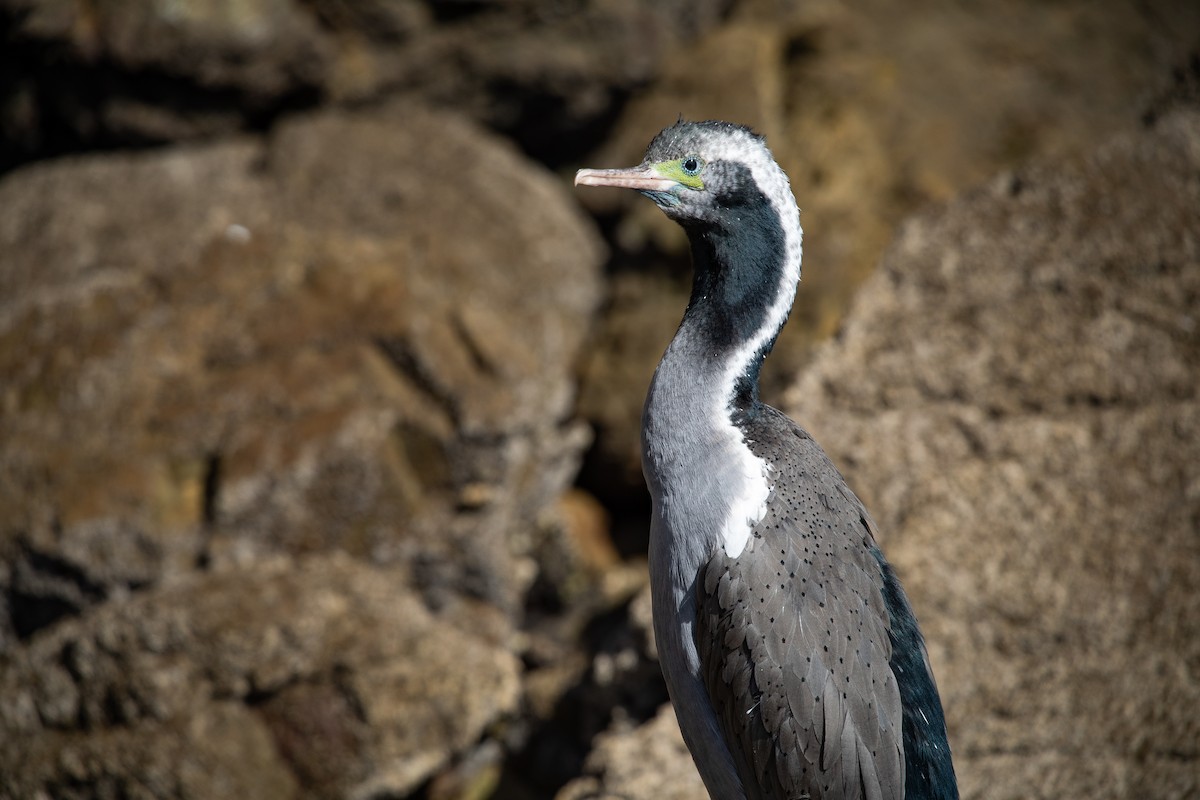 Spotted Shag - ML646777502