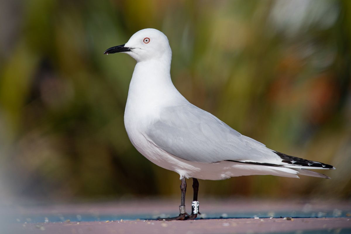 Black-billed Gull - ML646777503