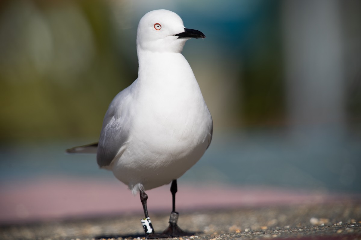Black-billed Gull - ML646777504