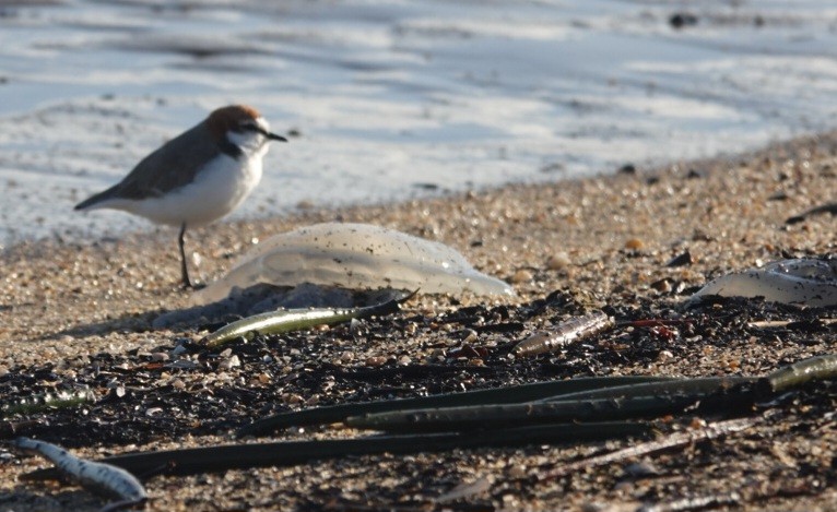 Red-capped Plover - ML646777505