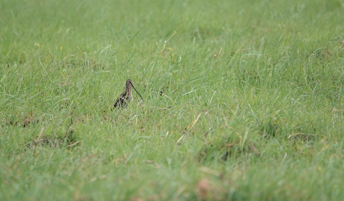 Африканский бекас - ML646777526