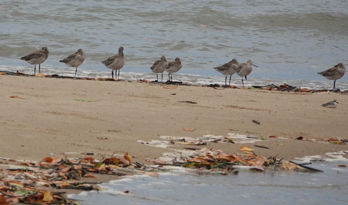 Bar-tailed Godwit - ML646777527