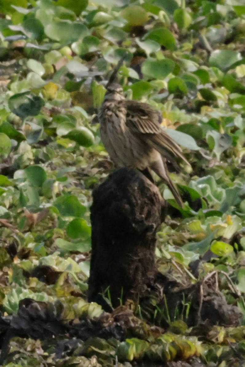 Rosy Pipit - ML646777528