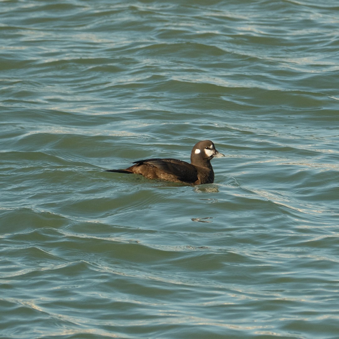 Harlequin Duck - ML646777530