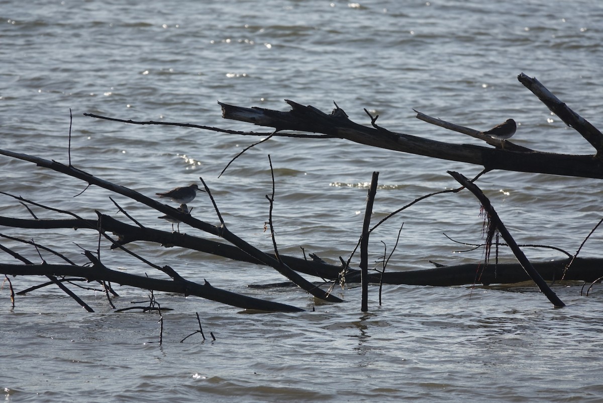 Gray-tailed Tattler - ML646777531