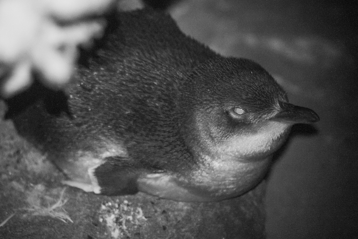 Little Penguin - ML646777532