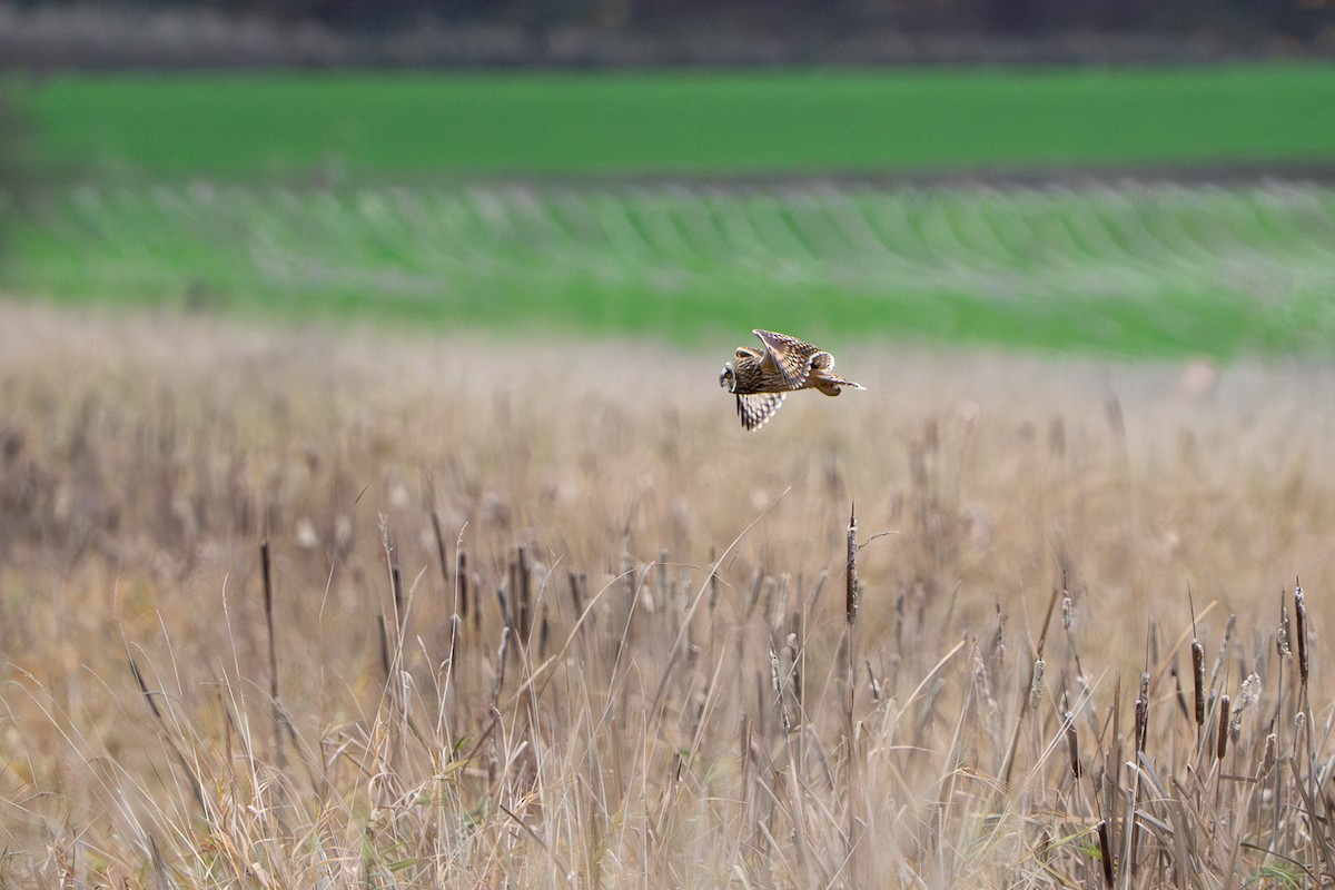 Zingira-hontza - ML646777533